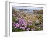 Thrift Sea Pink in Flower Among Rocks at Plougrescant, Brittany, France-Philippe Clement-Framed Photographic Print