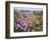 Thrift Sea Pink in Flower Among Rocks at Plougrescant, Brittany, France-Philippe Clement-Framed Photographic Print