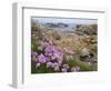 Thrift Sea Pink in Flower Among Rocks at Plougrescant, Brittany, France-Philippe Clement-Framed Photographic Print