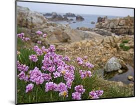 Thrift Sea Pink in Flower Among Rocks at Plougrescant, Brittany, France-Philippe Clement-Mounted Photographic Print