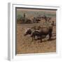 'Thrifty country-folk with their cattle at work on a farm near Jonkoping, Sweden', 1905-Elmer Underwood-Framed Photographic Print