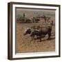 'Thrifty country-folk with their cattle at work on a farm near Jonkoping, Sweden', 1905-Elmer Underwood-Framed Premium Photographic Print