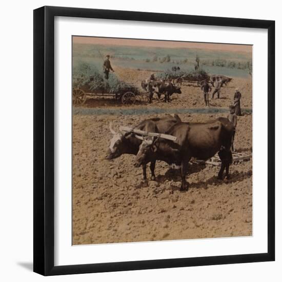 'Thrifty country-folk with their cattle at work on a farm near Jonkoping, Sweden', 1905-Elmer Underwood-Framed Premium Photographic Print