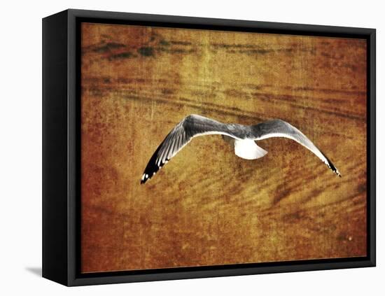 Thrill of Flying-Christy Ann-Framed Stretched Canvas