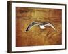 Thrill of Flying-Christy Ann-Framed Giclee Print