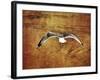 Thrill of Flying-Christy Ann-Framed Giclee Print