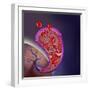 Thrombus Forming on Valve Within Vein-null-Framed Art Print