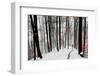 Through Autumn and Winter-Samanta-Framed Photographic Print