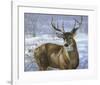 Through My Window: Whitetail Deer-Joni Johnson-godsy-Framed Art Print