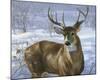 Through My Window: Whitetail Deer-Joni Johnson-godsy-Mounted Art Print