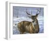 Through My Window: Whitetail Deer-Joni Johnson-godsy-Framed Art Print