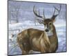 Through My Window: Whitetail Deer-Joni Johnson-godsy-Mounted Art Print