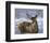 Through My Window: Whitetail Deer-Joni Johnson-godsy-Framed Giclee Print