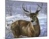 Through My Window: Whitetail Deer-Joni Johnson-godsy-Mounted Giclee Print