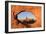 Through the Arch-Michael Blanchette Photography-Framed Photographic Print