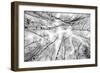 Through The Birch Trees-5fishcreative-Framed Giclee Print