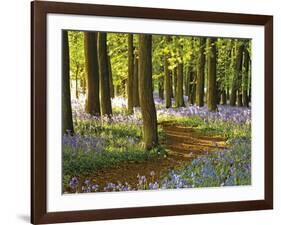 Through the Bluebells-Assaf Frank-Framed Giclee Print