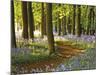 Through the Bluebells-Assaf Frank-Mounted Giclee Print