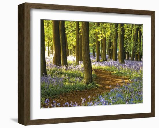 Through the Bluebells-Assaf Frank-Framed Giclee Print