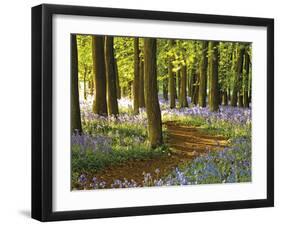 Through the Bluebells-Assaf Frank-Framed Giclee Print