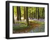 Through the Bluebells-Assaf Frank-Framed Giclee Print