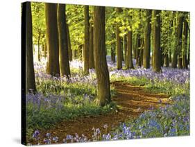 Through the Bluebells-Assaf Frank-Stretched Canvas