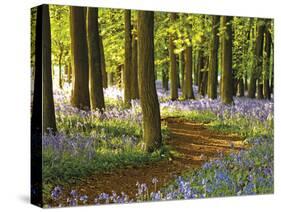 Through the Bluebells-Assaf Frank-Stretched Canvas