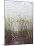 Through the Dunes II-Pam Ilosky-Mounted Art Print