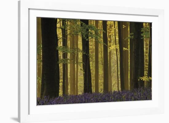 Through the Forest-Wild Wonders of Europe-Framed Giclee Print