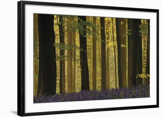 Through the Forest-Wild Wonders of Europe-Framed Giclee Print