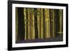 Through the Forest-Wild Wonders of Europe-Framed Giclee Print