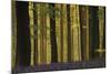 Through the Forest-Wild Wonders of Europe-Mounted Giclee Print