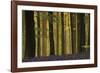 Through the Forest-Wild Wonders of Europe-Framed Giclee Print