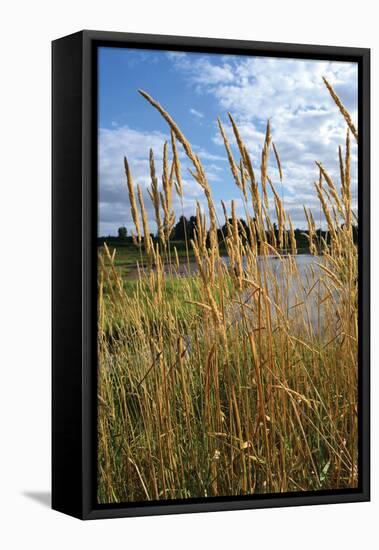 Through the Grass I-Brian Moore-Framed Stretched Canvas