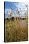 Through the Grass I-Brian Moore-Stretched Canvas