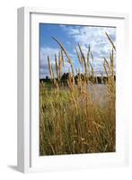 Through the Grass I-Brian Moore-Framed Photographic Print