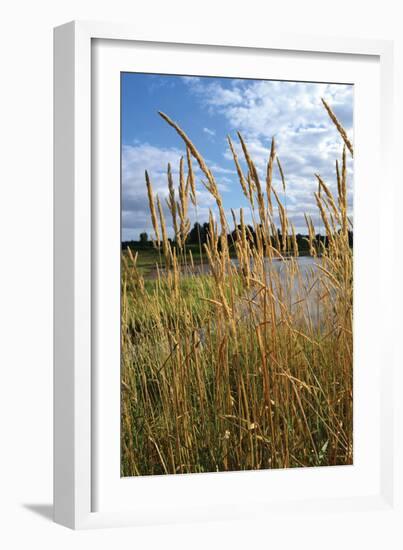 Through the Grass I-Brian Moore-Framed Photographic Print