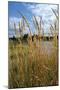 Through the Grass I-Brian Moore-Mounted Photographic Print