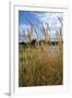 Through the Grass I-Brian Moore-Framed Photographic Print