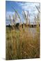 Through the Grass I-Brian Moore-Mounted Photographic Print
