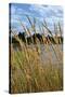 Through the Grass II-Brian Moore-Stretched Canvas