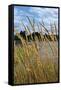 Through the Grass II-Brian Moore-Framed Stretched Canvas
