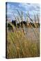 Through the Grass II-Brian Moore-Stretched Canvas