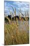 Through the Grass II-Brian Moore-Mounted Photographic Print