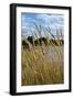 Through the Grass II-Brian Moore-Framed Photographic Print