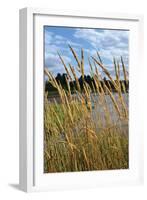 Through the Grass II-Brian Moore-Framed Photographic Print