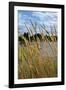 Through the Grass II-Brian Moore-Framed Photographic Print