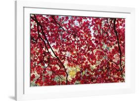 Through the Leaves-Peter Adams-Framed Giclee Print