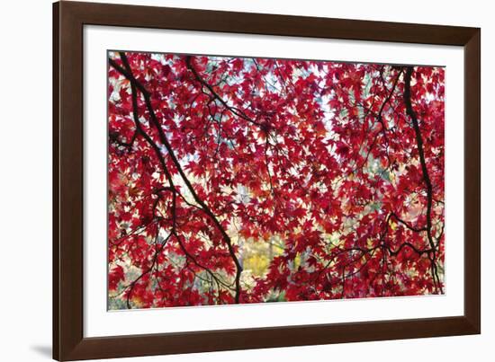 Through the Leaves-Peter Adams-Framed Giclee Print