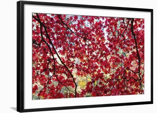 Through the Leaves-Peter Adams-Framed Giclee Print